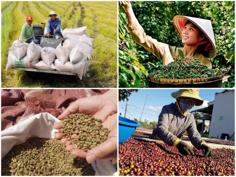Nông hộ thu hoạch cà phê tại Tây Nguyên